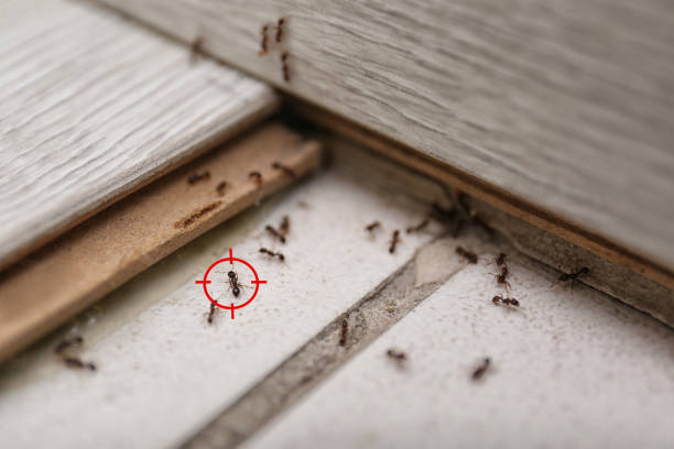 Best Pest Prevention Services  in Kiln, MS